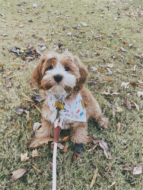 Maxi Cockapoo 的图像结果