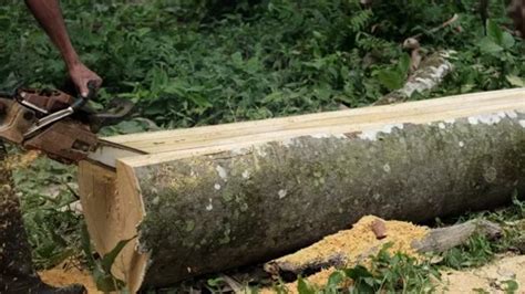 Image result for Easy Way Splitting Tree Trunks