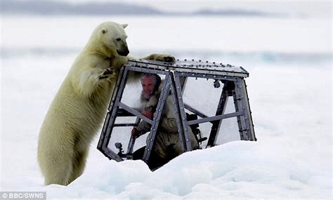 BBC Springwatch producer fined £6k for 'disturbing polar bear' after ...