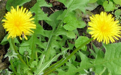 Dandelions Piano Tutorial 的图像结果