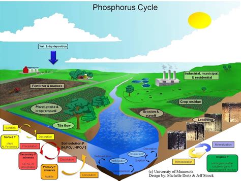 Phosphorus Cycle | Southwest Research and Outreach Center