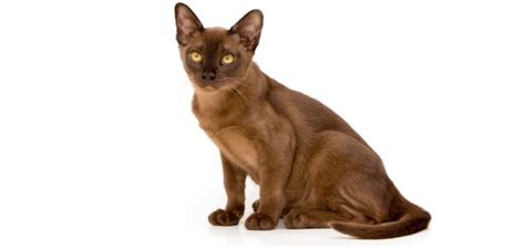 Burmese Cats: Size, Temperament & Care Guide | Whiskas