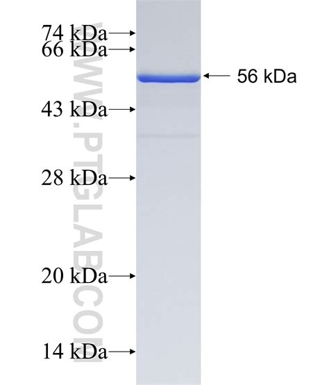 spike protein Fusion Protein Ag30685 | Proteintech