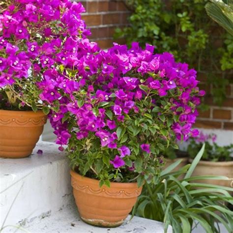Bougainvillea Pink Plant freeshipping - PadmamNursery – Padmam Nursery