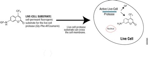 How to Measure Cell Viability and Cytotoxicity | Cell Viability Guide