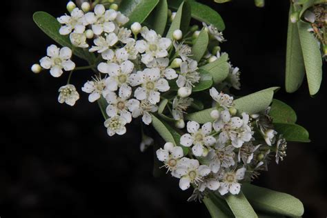 Pyracantha koidzumii (Hayata) Rehder | Plants of the World Online | Kew ...