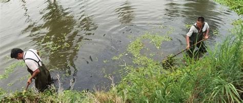 修剪水生植物 美化河道景观_水质