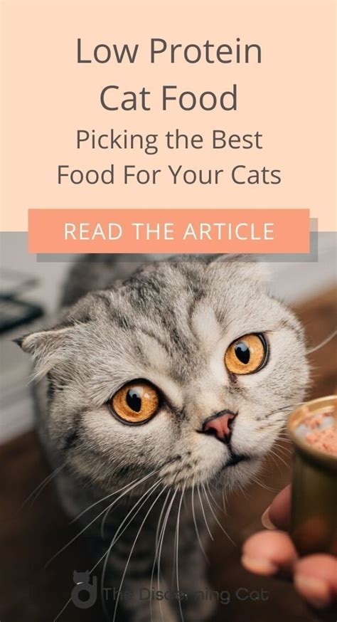 cat food low protein