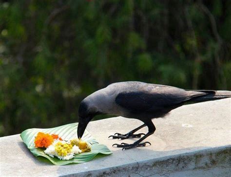 The Ayurvedic Wisdom Behind Pind Daan Offerings – Amrutam