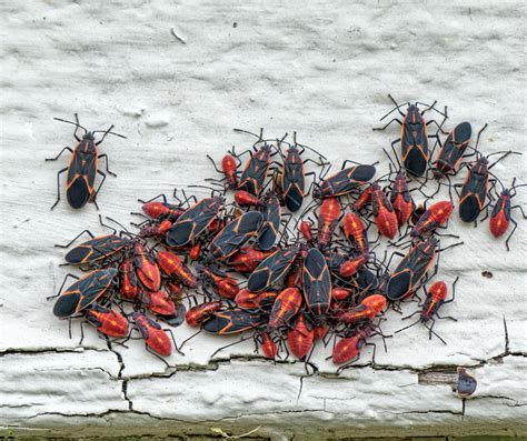 Box Elder Bugs: Understanding and Managing Nature's Intruders