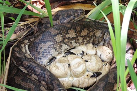 Image result for Queensland Python
