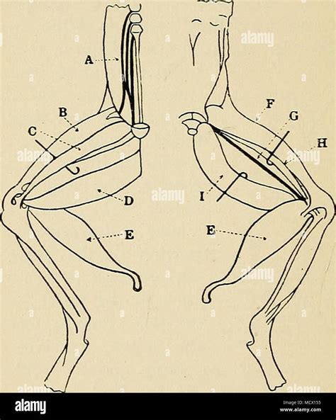 . Fig. 10. Dissection ofriglit leg of frog. A, sciatic plexus; B ...