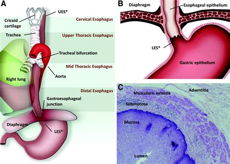 Trachea And Esophagus Histology