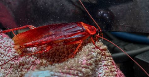 Cockroach Reaction 的图像结果