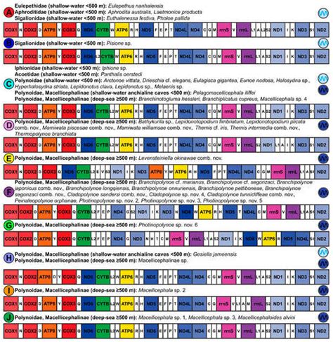 Phylogenetics of Lepidonotopodini (Macellicephalinae, Polynoidae ...