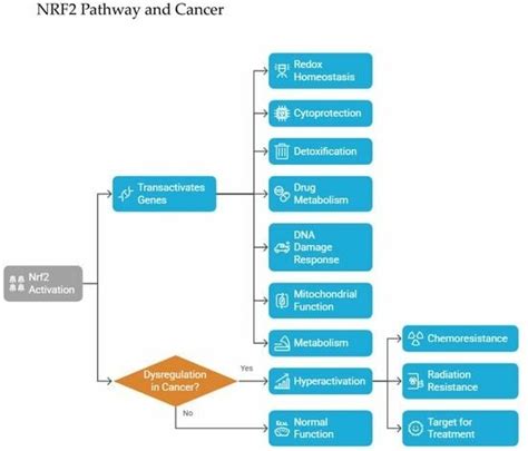 Molecular Targets of Oxidative Stress: Focus on Nuclear Factor ...