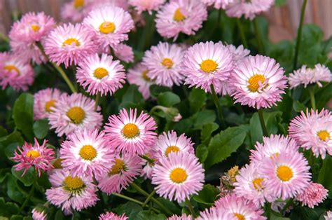 How to Grow and Care for English Daisy