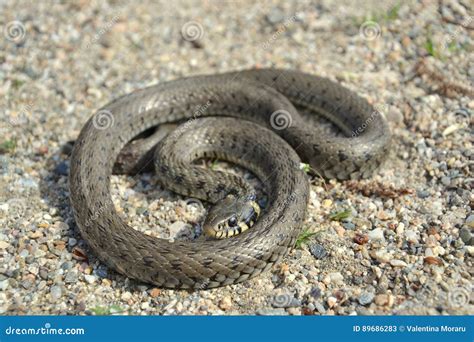 草蛇Natrix natrix 库存图片. 图片 包括有 蠕动, 字段, 生物, 爬行动物, 关闭, 草原 - 89686283