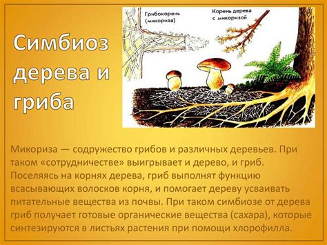 Симбиоз грибов с деревом и растениями: как проявляются симбиотические связи