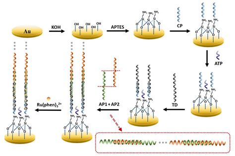 APTES-Modified Remote Self-Assembled DNA-Based Electrochemical ...