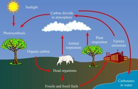 draw a well label diagram of carbon cycle - Brainly.in