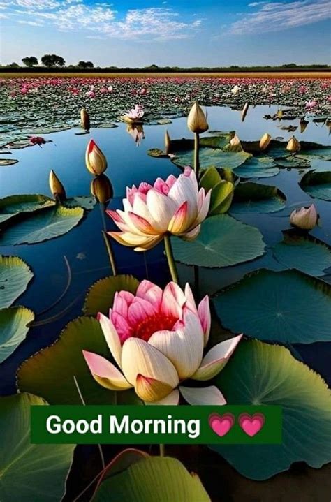 50+ Good Morning Lotus Images - Good Morning Wishes
