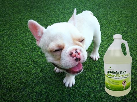 Buy Natural Elements Artificial Turf Odor Eliminator | Enzyme Odor ...