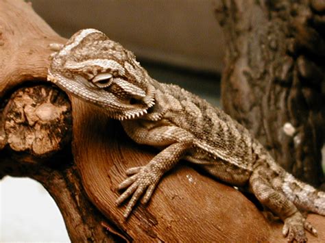 Baby Bearded Dragons Hatching | Wallpapers Gallery