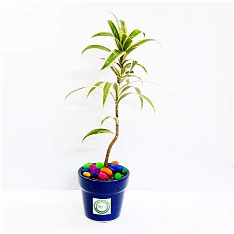 NurseryServe Pleomele Song of India Dracaena Reflexa Pleomele Air ...