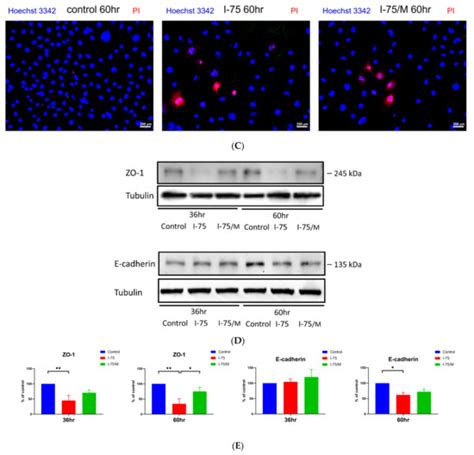 Incomplete Recovery from the Radiocontrast-Induced Dysregulated Cell ...
