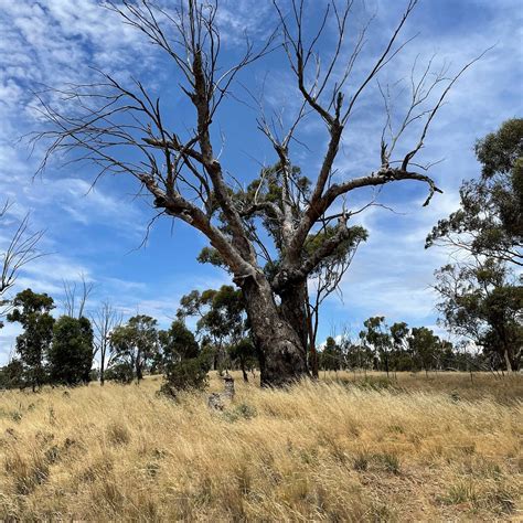 MOUNT DOBOOBETIC BUSHLAND RESERVE - All You Need to Know BEFORE You Go ...