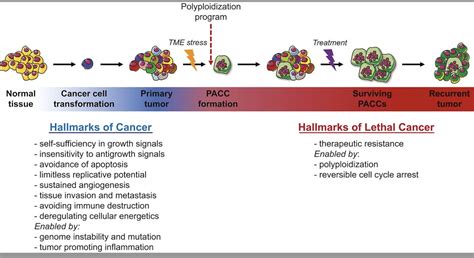 Why is cancer lethal? — Cancer Ecology Center