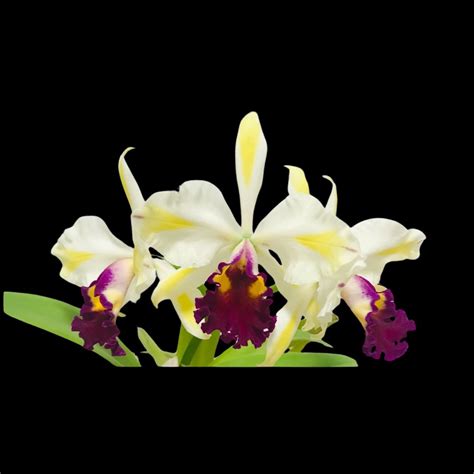 Cattleya Alliance: Rth. Fu Shu Glory 'Happy Holiday' – La Foresta Orchids