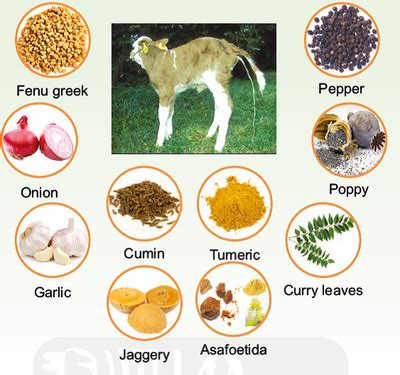 Ethnoveterinary Formulations for Important Ailments in Bovines ...