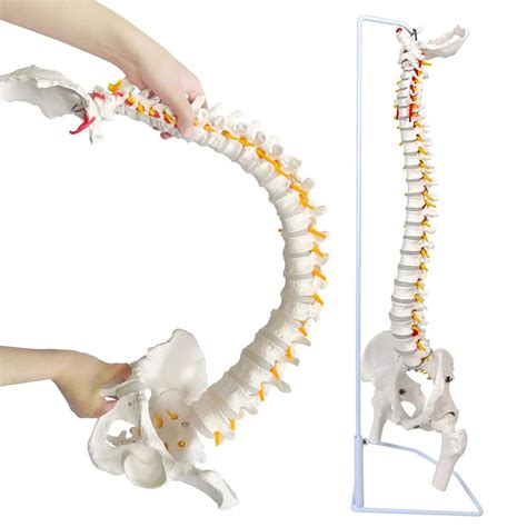 Buy UIGJIOG Human Spine Model Anatomically,Flexible Spine Model, 85Cm ...