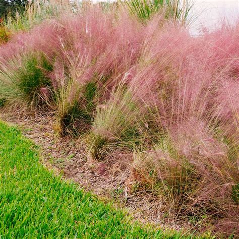 Pink Muhly Grass Plant