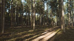 Conifer wallpapers hd, desktop backgrounds, images and pictures