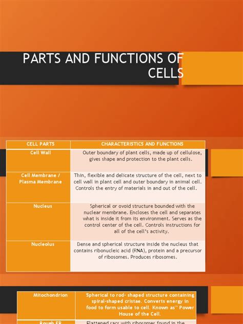 Parts and Functions of Cells | PDF | Cell (Biology) | Cytoplasm
