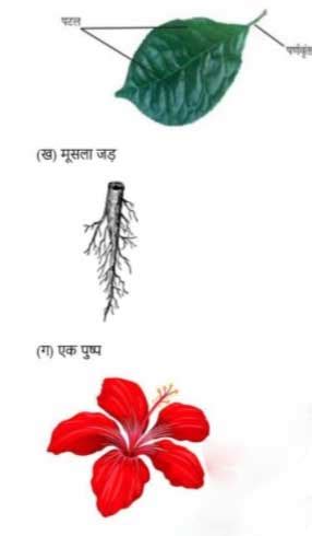 विज्ञान Question Answer Chapter 4 Class 6 Science in Hindi Medium Vigyan