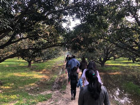 About ASD Orchards – Tradition, Quality, & Mango Excellence