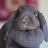 Image result for Black and White Holland Lop Bunnies