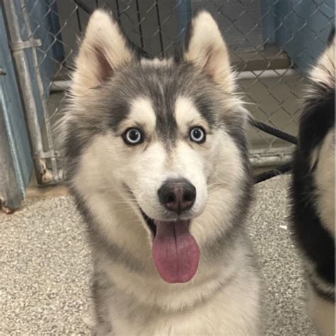 Critter Cavalry Rescue (CCR) (@crittercavalry) • Instagram photos and ...