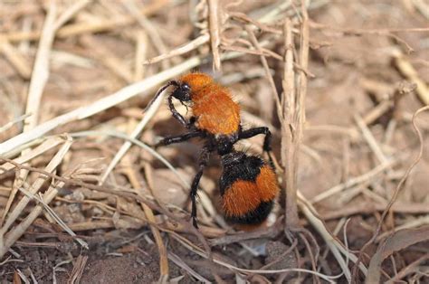 Velvet Ants: Fascinating Facts About the 'Cow Killer' Wasp and Its Painful Sting