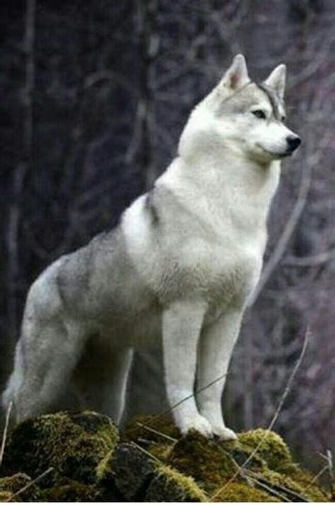 Dog lover animal aesthetic animals animal wallpaper – Artofit