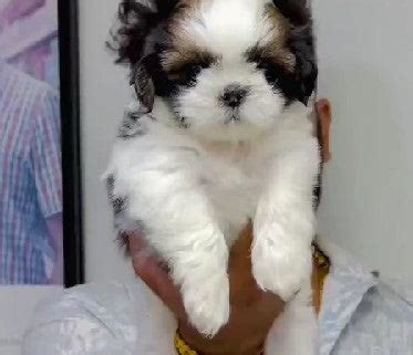 Shih Tzu Price In Pune – Dog Breeder Ahmedabad
