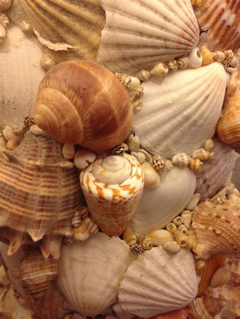 Bing Shells 的图像结果