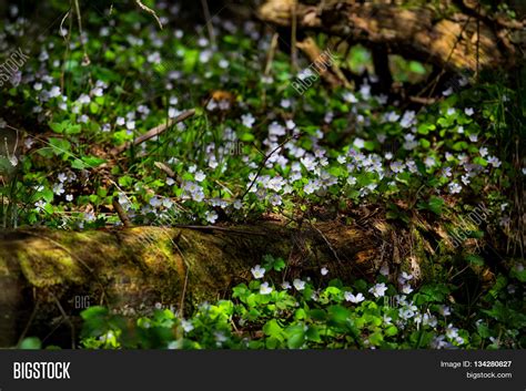 Spring Beauty Flowers Image & Photo (Free Trial) | Bigstock