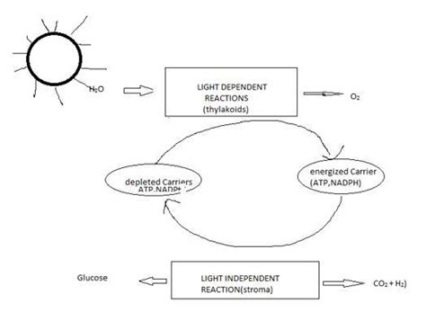 Represent the stages of light reaction in the form of flow chart ...