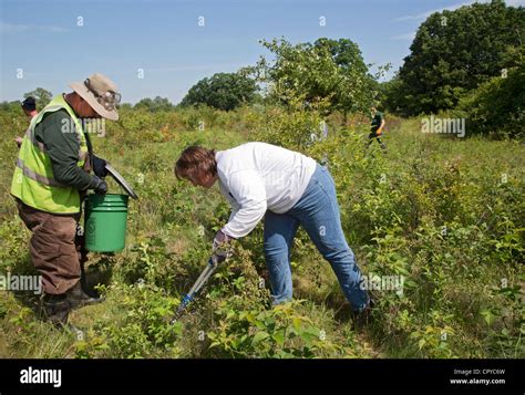 How to Remove Buckthorn Safely and Effectively · zeusln.com