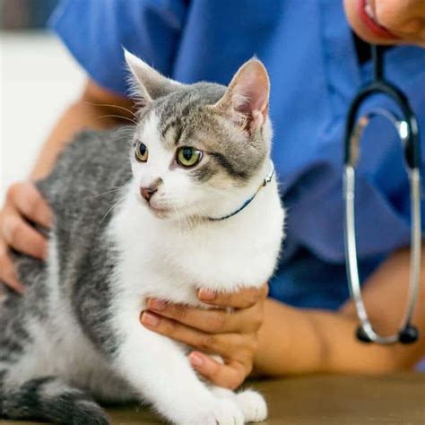 Pet Preventative And Wellness Care In Reidsville, NC | Reidsville ...